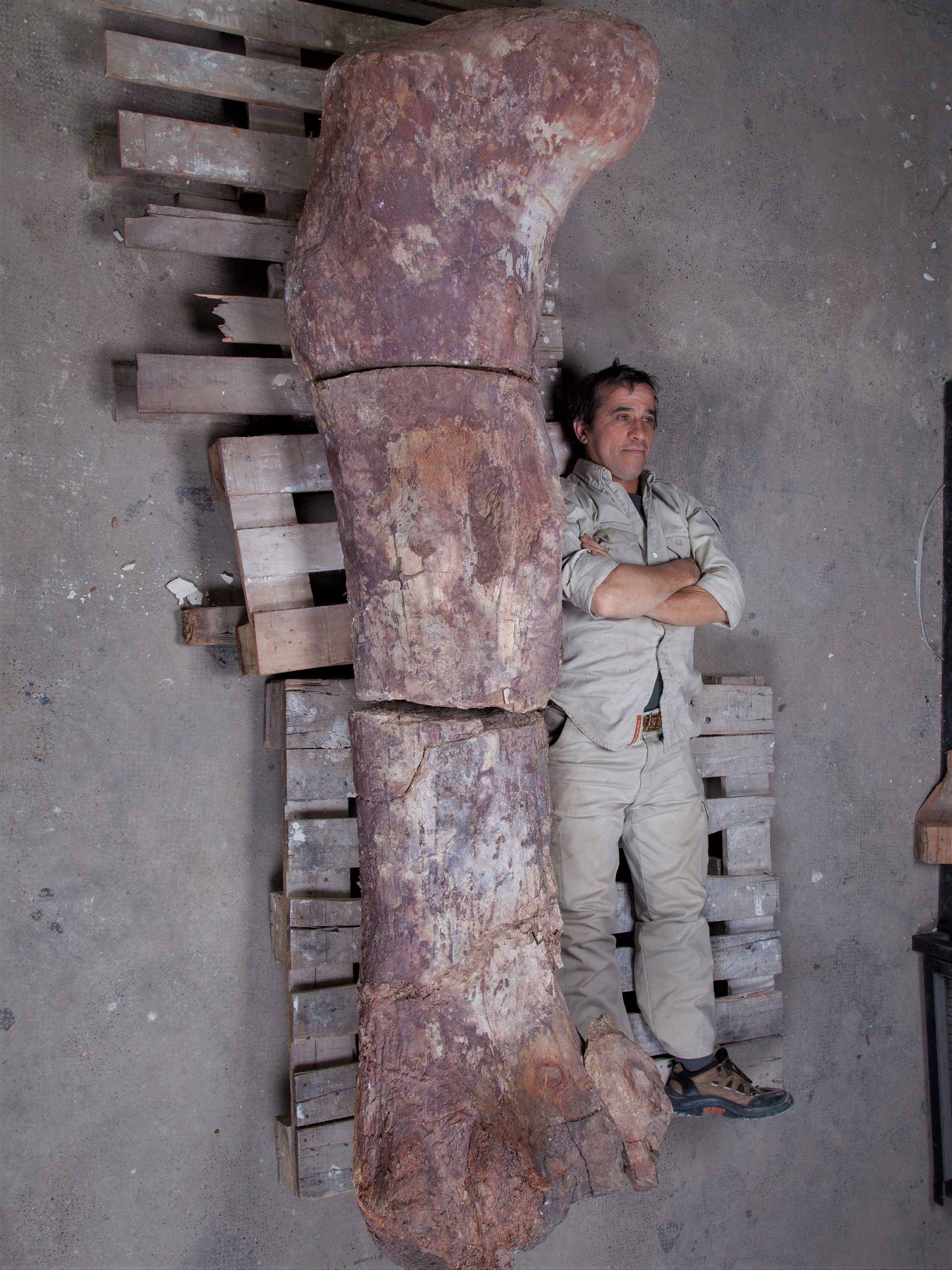Visitors walking beneath the full-scale Patagotitan skeleton cast